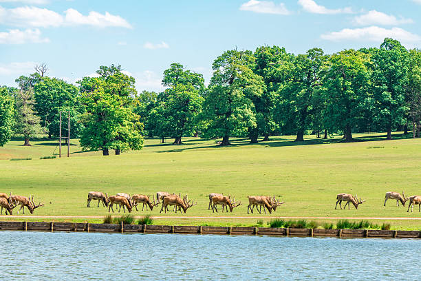 Deer herd grazing on grass field near a lake in woburn park