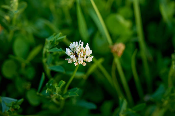 Close up of white clover flowers, warm sunlight in spring. - Trifolium repens