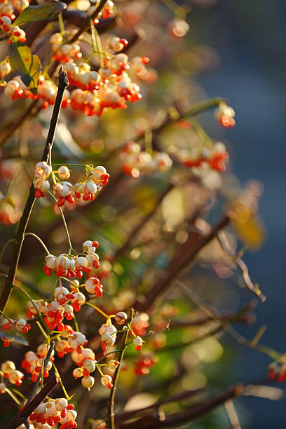 European spindle (Euonymus europeaeus) close-up on a sunny autumn day.