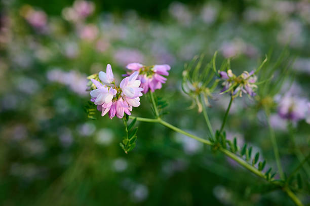 Close up fo blooming flowers of Securigera varia, commonly known as Crown Vetch.