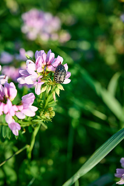 Close up fo blooming flowers of Securigera varia, commonly known as Crown Vetch.