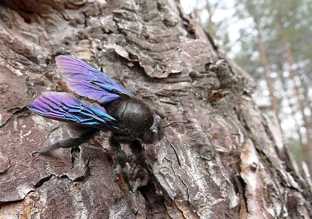 istock bright bumblebee with blue wings sitting on a pine trunk 2236291940