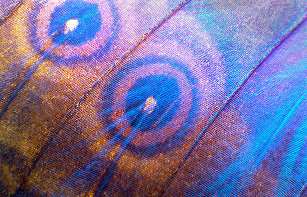 istock Wing of a butterfly Morpho texture background. Morpho butterfly. Extreme macro. 2236291996