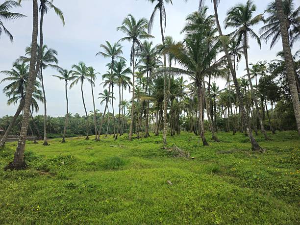 istock A serene landscape with tall palm trees and lush green grass dotted 2236293968