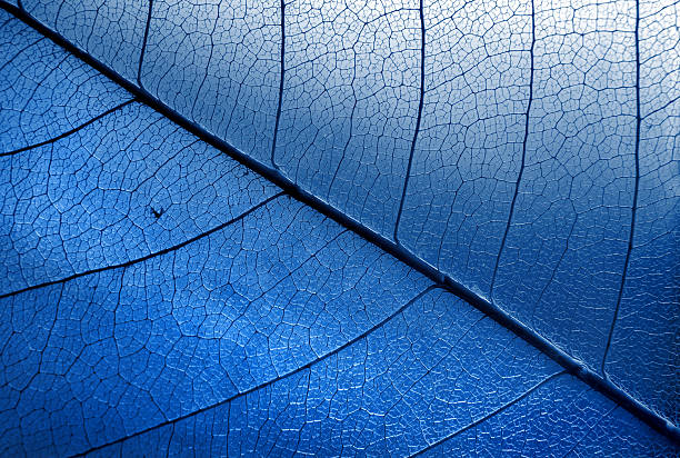 Natural blue background. Autumn fallen skeletonized leaf. 2020 trend color. dry fallen leaf close-up.