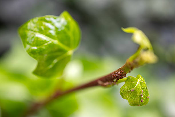 Madrid. Spain. Aphids covering a vibrant green stem and fresh unfolding leaves in close-up, showing a common garden pest infestation and plant damage in spring/summer macro view