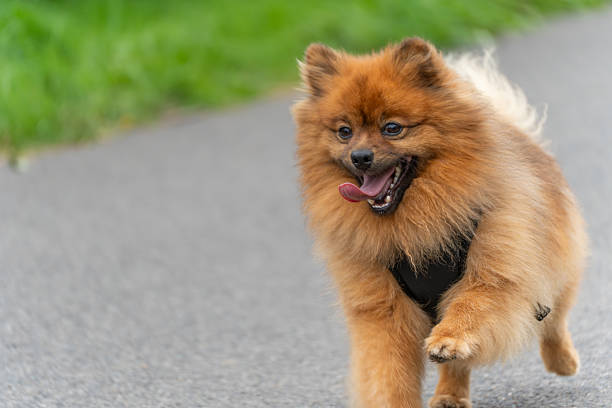 Close-up of a Pomeranian walking with joy. Its tongue is out and fur fluffy in motion.