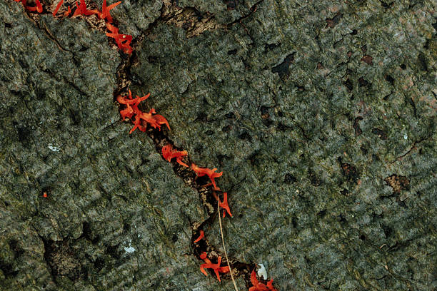 Vibrant red fungus growing in a deep crack on an aged tree bark, showcasing nature's resilience and intricate patterns