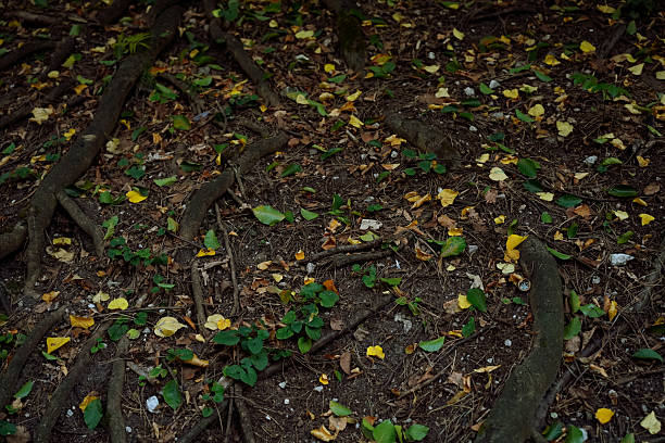 Close-up of forest ground covered with tree roots, green plants, and scattered yellow leaves, showing natural woodland texture.