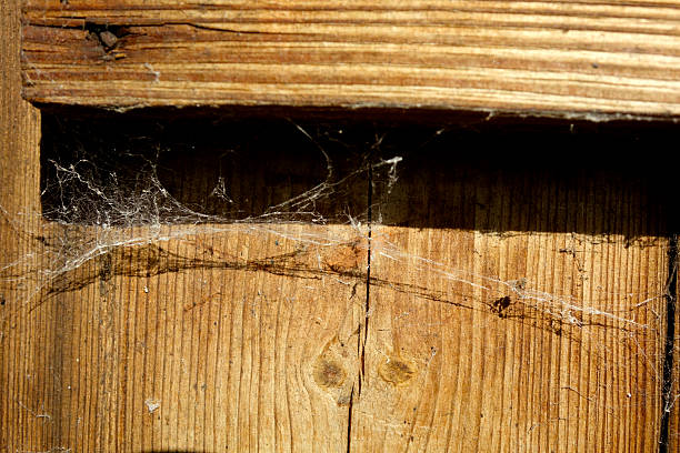 Detailed view of a wooden board showing fiber structure and intricate cobweb patterns.