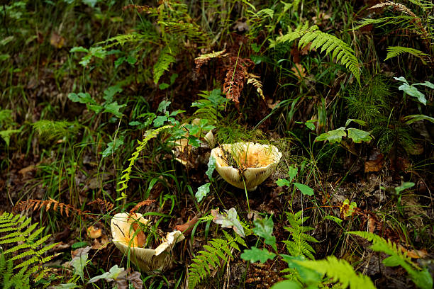 Group of wild mushrooms growing on forest floor surrounded by ferns, moss, and grass in natural woodland environment.