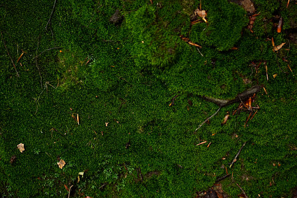 istock Vibrant Green Moss Covering Forest Ground 2236309737