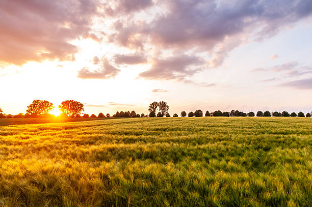 istock Nature in East Flanders 2236309755