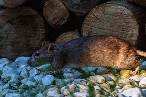 istock Telephoto of a rat 2236309806