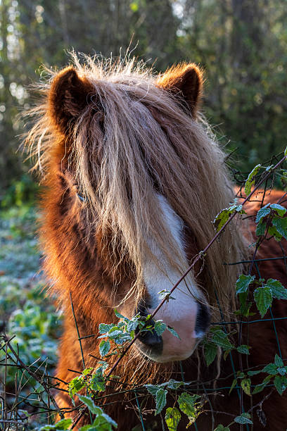 istock Close-up of a Pony 2236309823