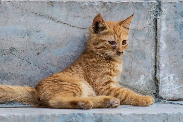 istock The city of Bukhara 2236309874