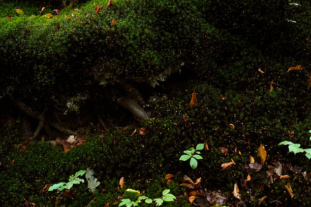 Close-up of lush green moss with scattered autumn leaves lying on the forest floor.