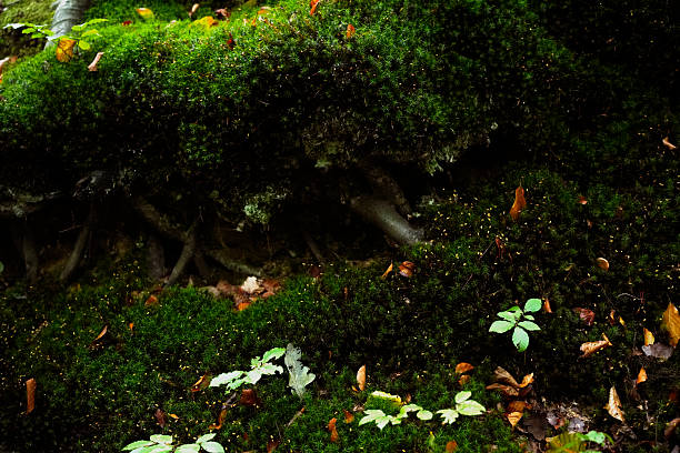 A dense carpet of Polytrichum moss, commonly found in Japanese gardens. Perfect for themes of nature, tranquility, and Zen.
