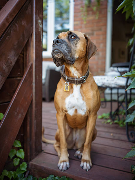 Portrait of a female boxer dog on the backyard patio terrace. Exterior of private home in Toronto, Canada.