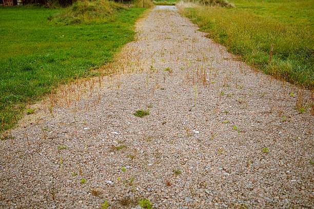A gravel road with patches of weeds and grass sprouting between stones, symbolizing nature reclaiming human-made surfaces.