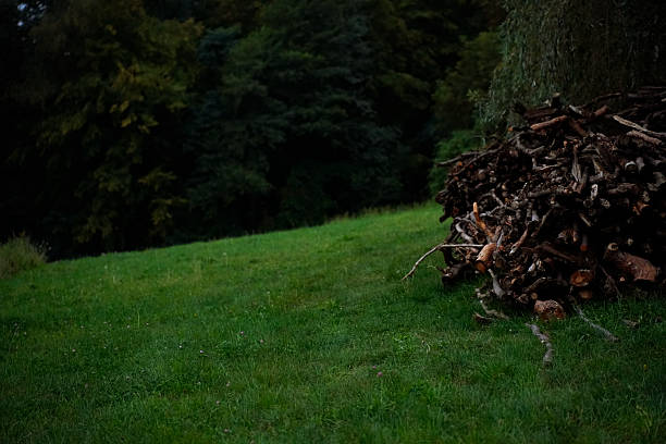 Large pile of cut firewood stacked on green meadow near forest trees, natural outdoor scenery with grass and wood.