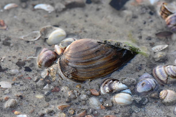 istock Shells on the sandy beach in Dnipro river in the summer 2236312218