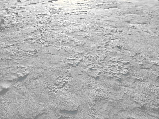 istock Textured Snow Covering the Ground in a Serene Winter Landscape Under Soft Sunlight 2236313168