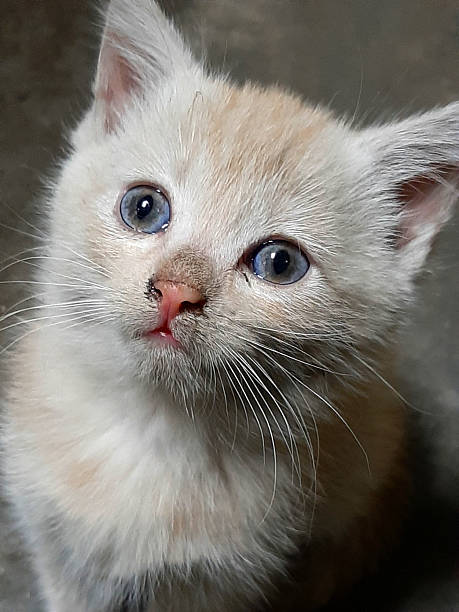 istock Curious Kitten Gazes up With Bright Blue Eyes in a Cozy Indoor Setting 2236313692