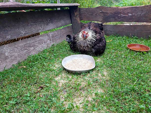 A mother hen forages in a vibrant garden, closely tending to her lively chicks as they explore the grass and enjoy grains from a dish nearby.