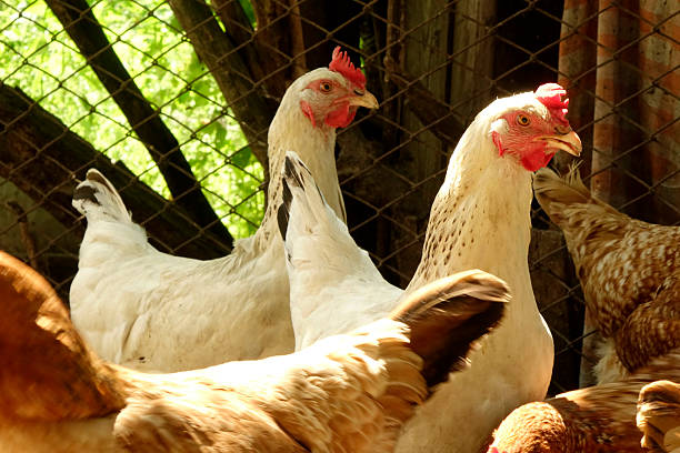 A group of chickens is seen foraging around a home farm, enjoying the sunshine. Various breeds can be spotted with white feathers, while others display shades of brown