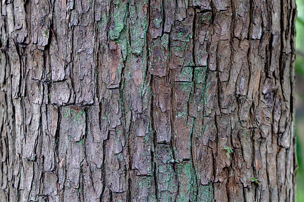 Closeup of a brown tree bark