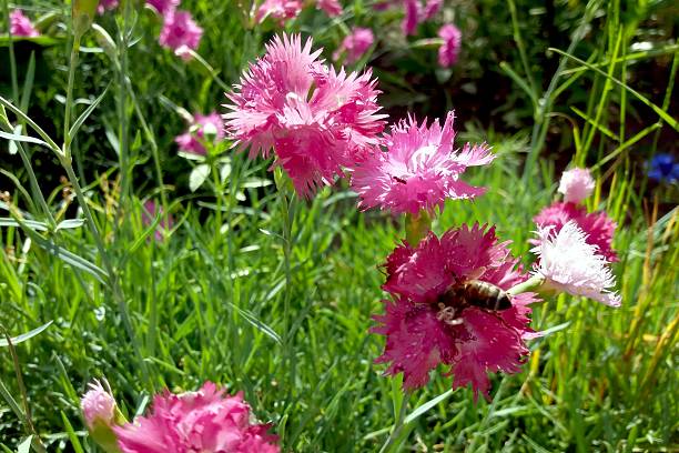 Insect Pollinates Vibrant Pink Carnation Flowers in a Sunny Garden Setting During Springtime