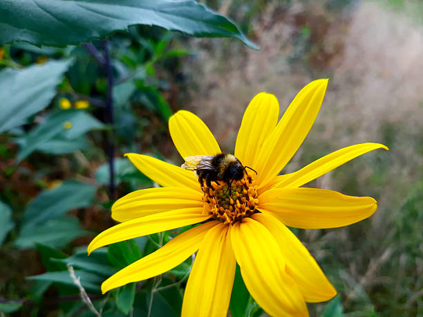 istock Bumblebee Foraging on a Bright Yellow Aster Flower in a Vibrant Garden Setting 2236313981