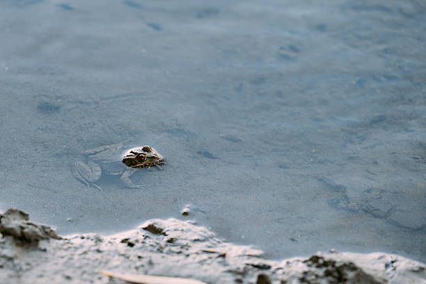 A tranquil marsh environment showcasing diverse wildlife in shallow waters, perfect for those who love nature