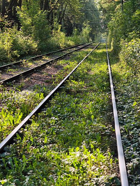 Railway tracks, partially overgrown with lush green vegetation