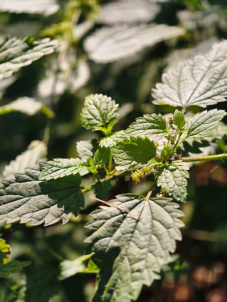 A close-up, selective focus shot of a stinging nettle plant (Urtica dioica) with its characteristic serrated, hairy leaves and small green flowers, captured in natural daylight