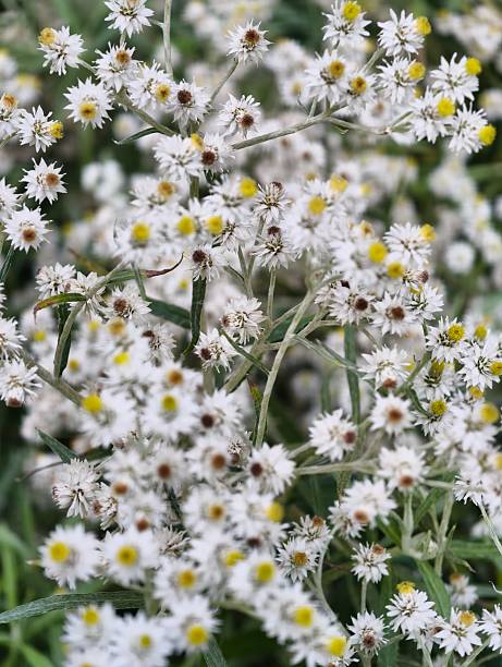 The plant in the image is most likely the pearly everlasting (Anaphalis margaritacea)