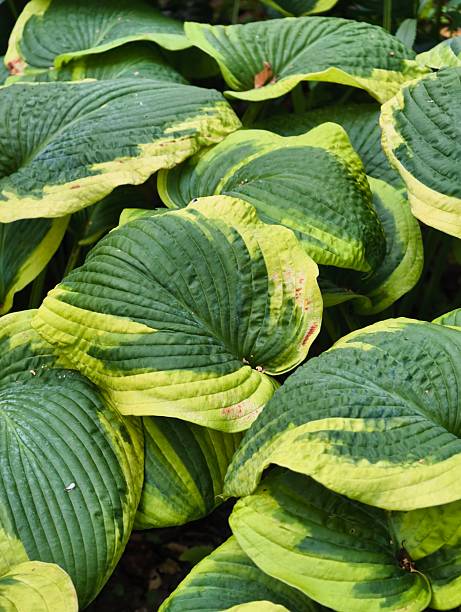 Close-up of the variegated leaves of a Hosta plant (Hosta sieboldiana)