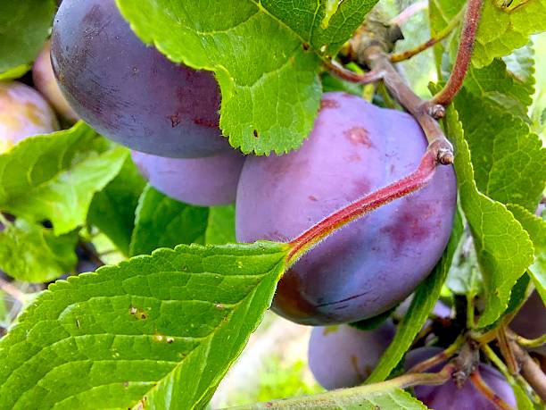 istock Blue Plums Growing on Branches in a Lush Green Orchard During Sunny Summer Days 2236317862