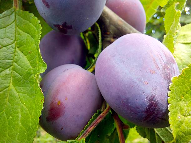 Blue Plums Growing on Tree Branches in Vibrant Summer Sunlight Create a Lush Ambiance