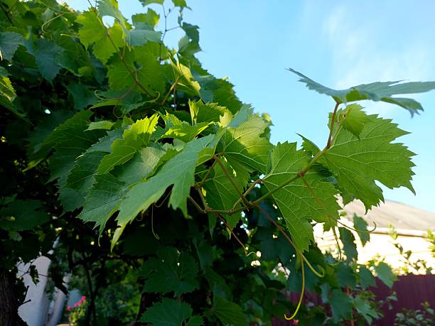 grapevine leaves