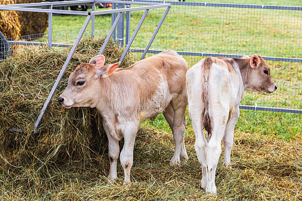 istock young calf of Swiss cattle breed 2236318712