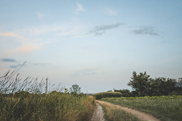 Countryside dirt road between green fields and tall grass under a calm summer sky with light clouds at sunset.