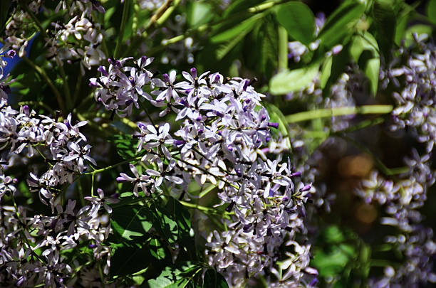 istock Cinamomo (Melia azedarach) flowers in the field 2236319561