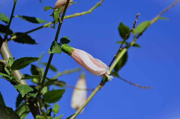 Red hibiscus flower