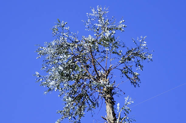 Horizontal photo of a tall Eucalyptus tree with leaves being blown around on the branches and clear sky above. New England high country, NSW in Winter.