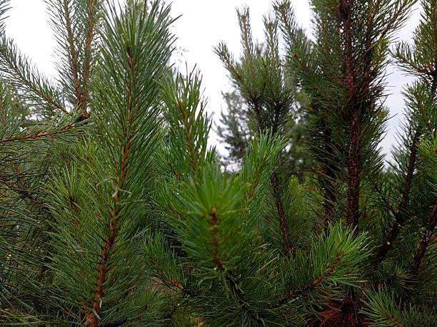 istock Vibrant Green Pine Needles in a Dense Forest Setting During Cloudy Weather 2236321510