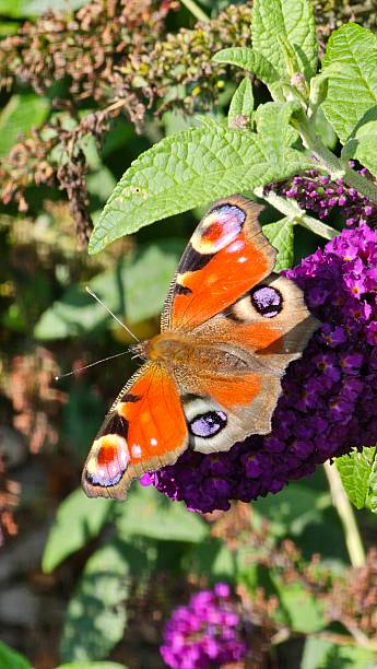 istock Peacock Butterfly on Wildflowers 2236321536