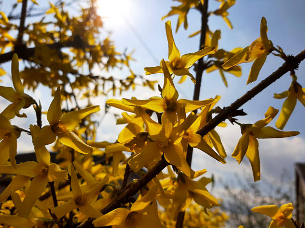 istock Four Yellow Petals Bloom on a Tree Branch Under the Bright Sun in Early Spring 2236322637