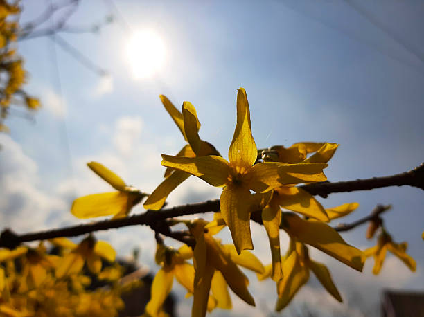 Yellow Four-Petaled Flowers Blooming on a Tree Branch Under a Bright Sky in Early Spring